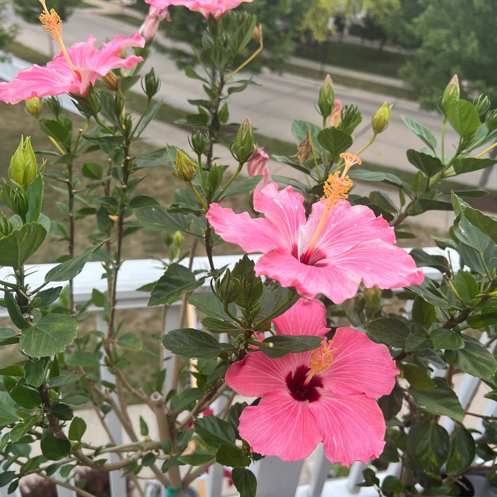 πΊ πΈπ§‘ Aloha π€π» - Picture 8 of 15